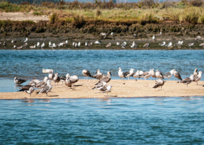 Marismas Isla Cristina | Excursiones en barco | Emai
