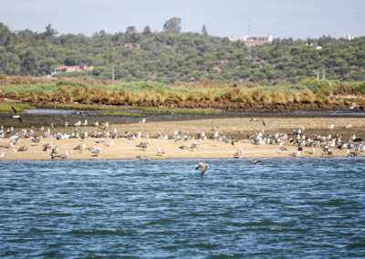 Fauna Marismas | Isla Cristina | Emai