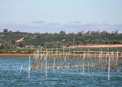 Paisaje Natural | Isla Cristina | Excursiones en barco