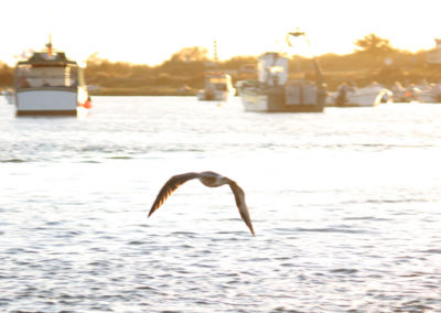 Que ver en Isla Cristina | Excursiones Marítimas Isleñas