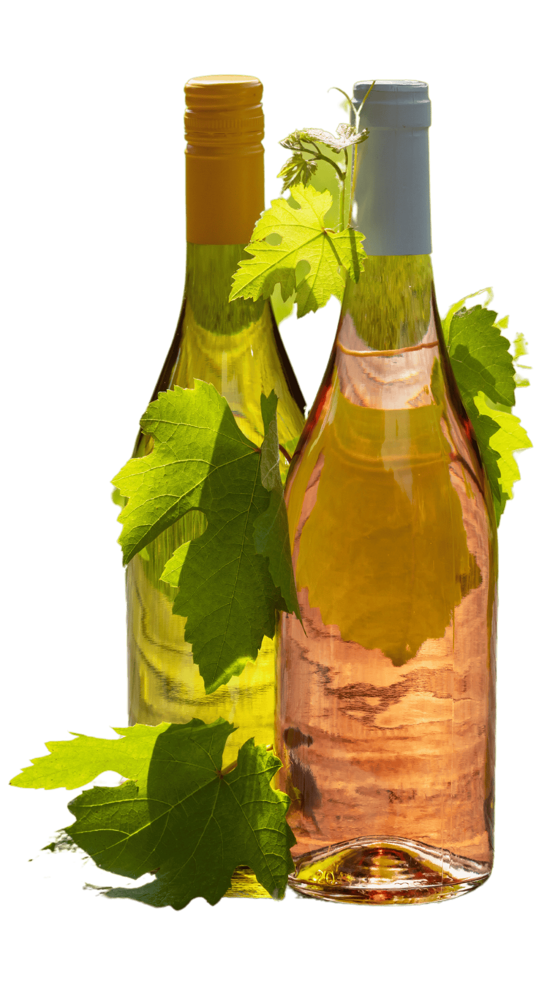 Vino del condado | Emai Vino del condado | Emai